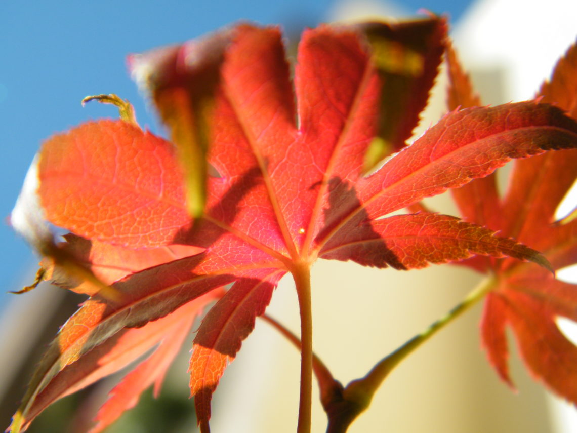 Blatt im Herbst