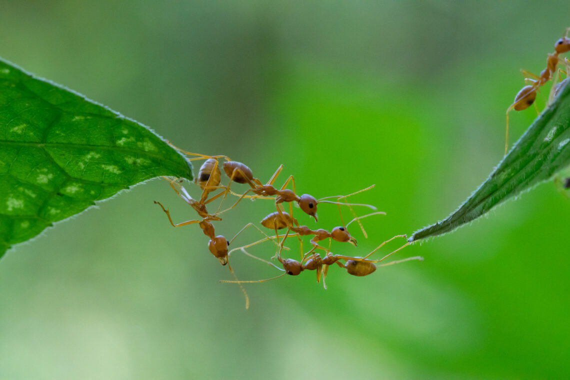 Ameisenbrücke über zwei Blätter